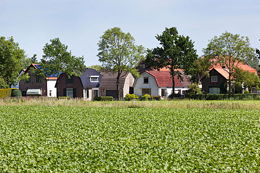 舒适,乡村,房子,荷兰