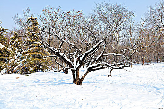 冬季,雪景