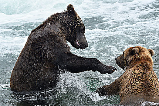 棕熊,玩,水,布鲁克斯河,阿拉斯加,美国,北美