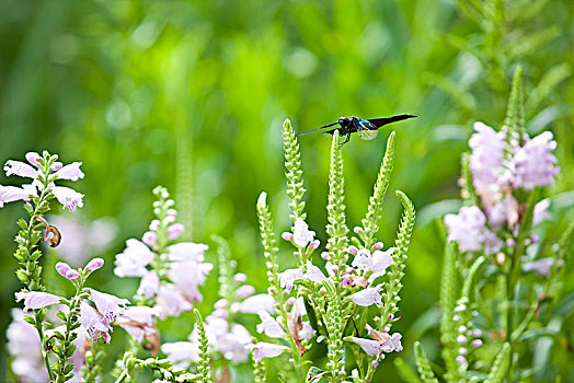 蜻蜓,昆虫,花卉,花朵,自然,野外,安静,公园,植物,春天