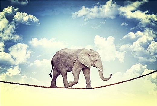 大象,绳索