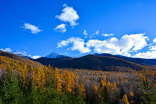 西北第一次白哈巴村秋日盛景