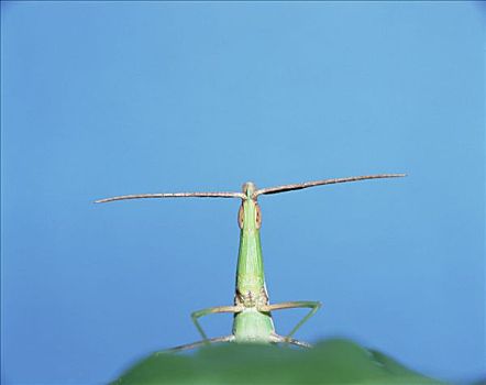 蝗虫,日本