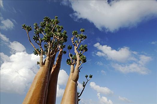 本土动植物,索科特拉岛,荒芜,玫瑰,联合国教科文组织,世界自然遗产,场所,也门,阿拉伯,阿拉伯半岛,中东