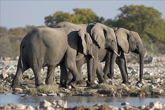 非洲,灌木,大象,热带草原,非洲象,水坑,埃托沙国家公园,纳米比亚
