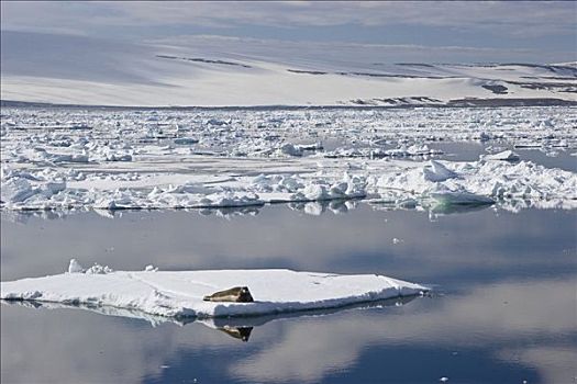 髯海豹,浮冰,斯匹次卑尔根岛,挪威