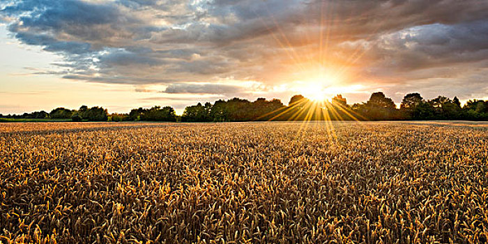 地点,小麦,阳光,日出,云,逆光,全景