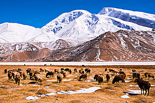 新疆,公路,草原,雪山,蓝天,羊群