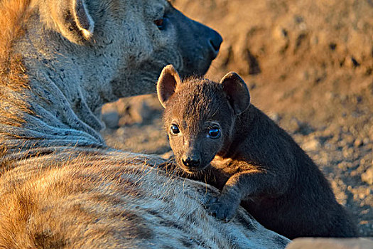 斑点土狼,成年,女性,幼兽,雄性,早晨,亮光,克鲁格国家公园,南非,非洲