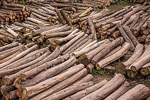 四川安岳县石羊镇堆积的木材原料
