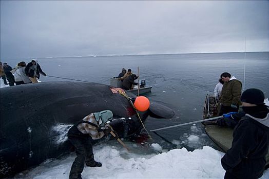 生存,拉拽,捕获,弓头鲸,浮冰,春天,捕鲸,季节,楚科奇海,靠近,手推车,北极,阿拉斯加