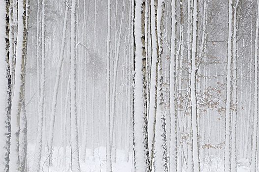 雪,冬天,白天,哥德堡,瑞典