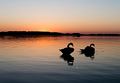 日落,基姆湖,剪影,两个,天鹅,靠近,巴伐利亚,德国,欧洲