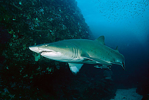 灰色,护理,鲨鱼,沙鲨属,新南威尔士,澳大利亚