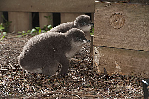 小蓝企鹅,幼禽,巢,盒子,等待,父母,进食,旅游,菲利普岛,澳大利亚