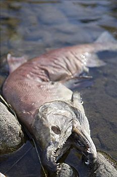 死,红大马哈鱼,亚当斯河,不列颠哥伦比亚省,加拿大
