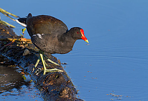 黑水鸡,沼泽,安静,水,布拉索斯湾州立公园,德克萨斯,美国