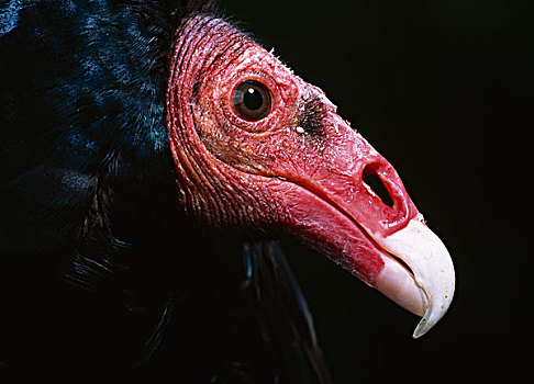 美洲鹫,红头美洲鹫,侧面,展示,鼻孔,秃鹰,感知,气味,稀有,现象,鸟
