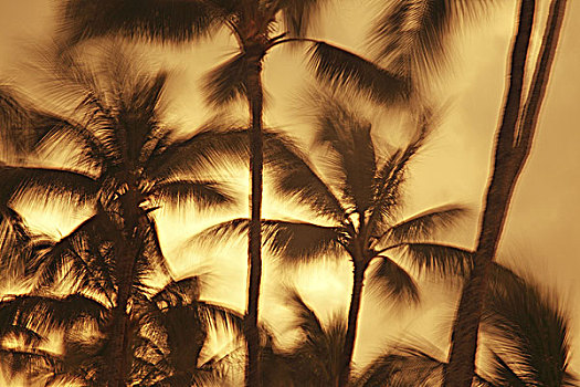 夏威夷,瓦胡岛,抽象,动感,棕榈树,长时间曝光
