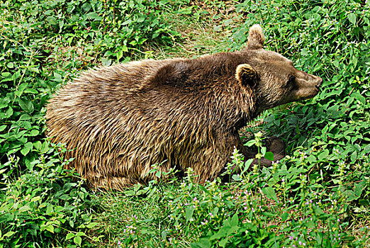 棕熊,熊,巴伐利亚森林国家公园,巴伐利亚,德国,欧洲