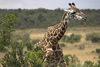 马塞马拉野生动物保护区图片
