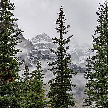雪山,顶峰,雾,后面,针叶树,班芙国家公园,艾伯塔省,加拿大,北美