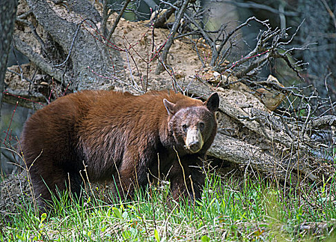 美洲黑熊,瓦特顿湖国家公园,艾伯塔省,省,加拿大,北美