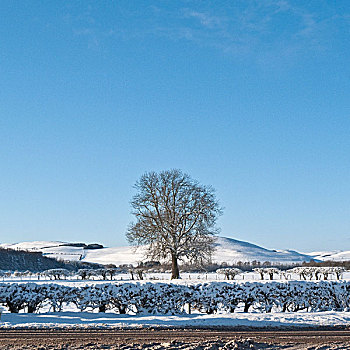 秃树,雪景,苏格兰