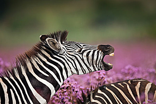 斑马,嗅,女性,杂草,自然保护区,南非