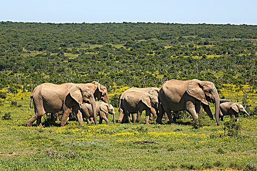 非洲,灌木,大象,牧群,幼小,阿多大象国家公园,东开普省,南非