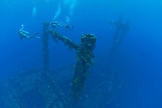 海洋生物