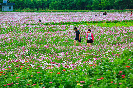 格桑花,波斯菊