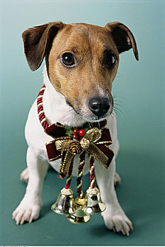 狗,穿,圣诞装饰