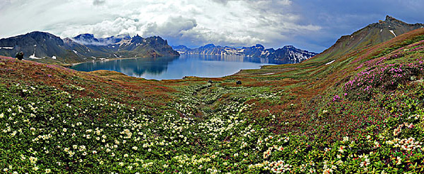 长白山天池高山花卉