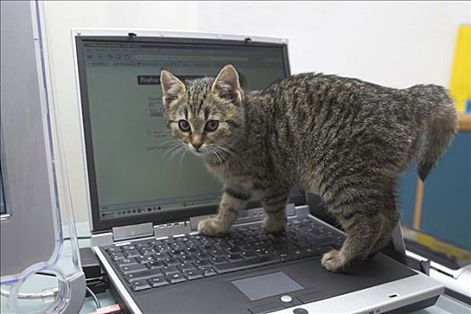 年轻,家猫,电脑
