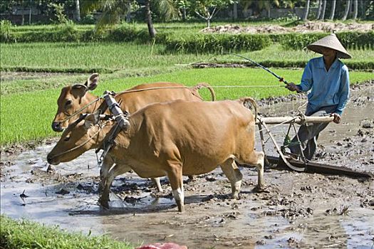 农民,培育,稻田,两个,牛,拉拽,犁,印度尼西亚,亚洲
