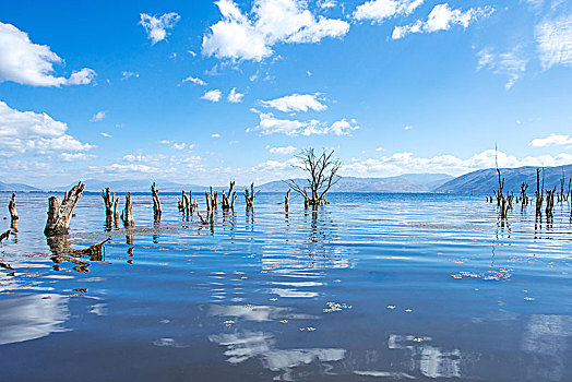 洱海枯树