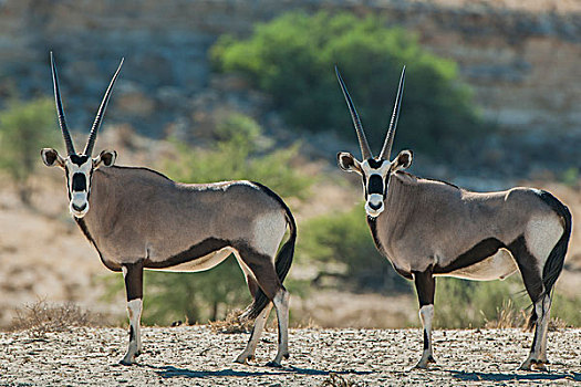 长角羚羊,卡拉哈迪大羚羊国家公园,北开普,省,南非,非洲