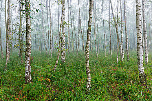 桦树,树林,早晨,雾气,黑森州,德国