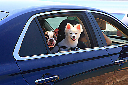 两只,狗,汽车