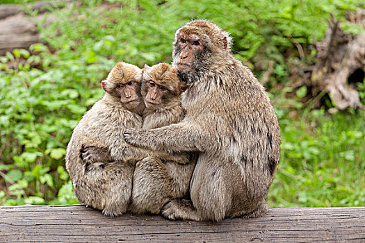 巴巴利猕猴,叟猴,坐,相互,树干,动物园,泻湖,梅克伦堡前波莫瑞州,德国,欧洲