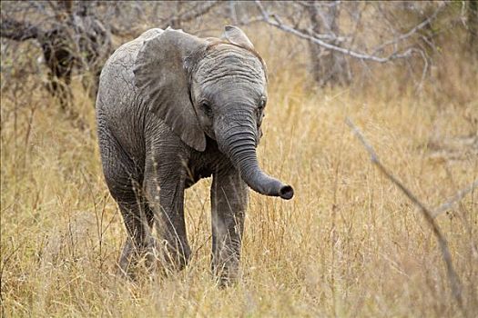 非洲,灌木,大象,非洲象,幼兽,克鲁格国家公园,南非