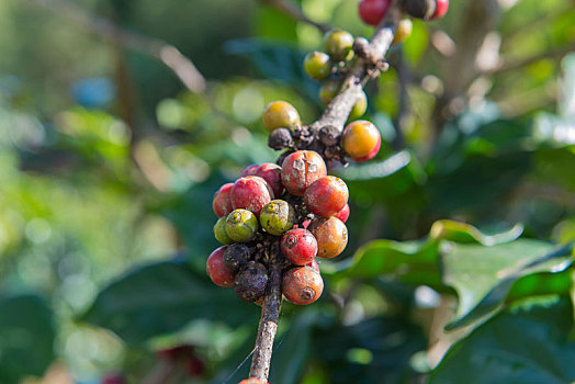 阿拉伯咖啡,树,咖啡种植园