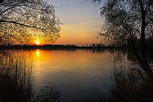 树,湖,日出,早春,黑森州,德国