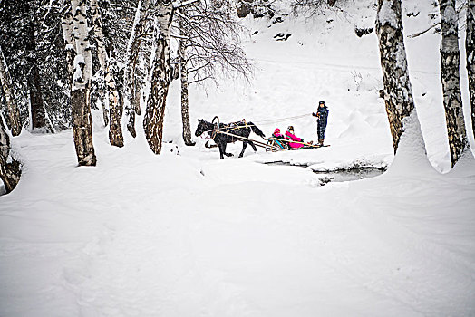 冬天,雪地,树林,马,雪撬