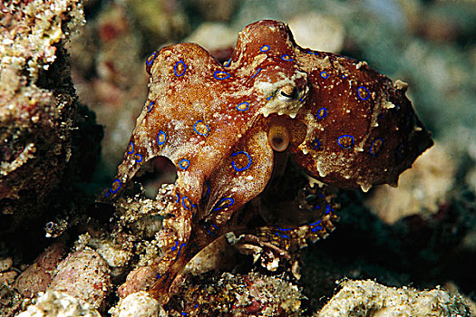 保护色,礁石,巴布亚新几内亚