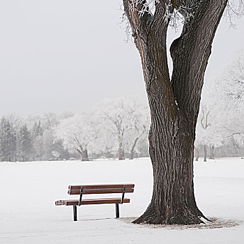 曼尼托巴,加拿大,公园长椅,雪地,冬天