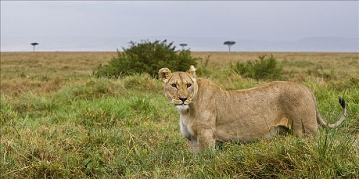 非洲狮,狮子,女性,站立,热带草原,栖息地,马赛马拉,肯尼亚