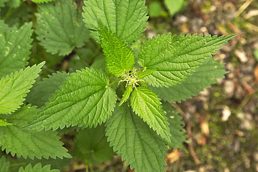 荨麻,植物,特写