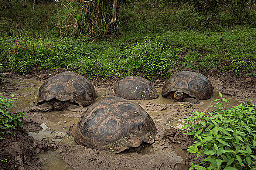 加拉帕戈斯巨龟,圣克鲁斯岛,加拉帕戈斯群岛,厄瓜多尔,本土动植物